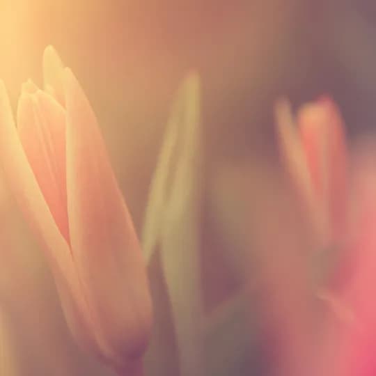 Flores de Bach